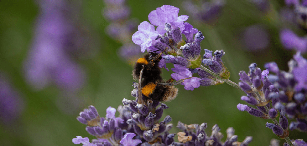 Ein Foto von einer Biene die in eine Blume krabbelt