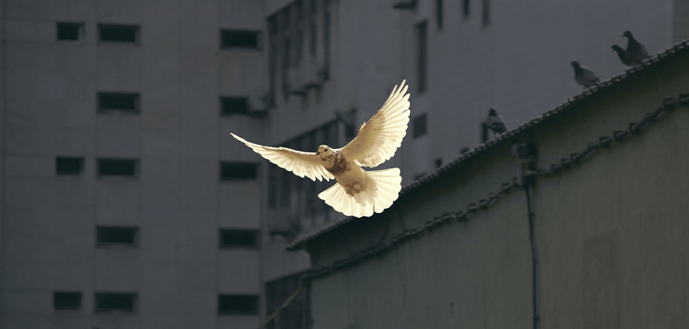 Eine weiße Taube vor grauem Hintergrund