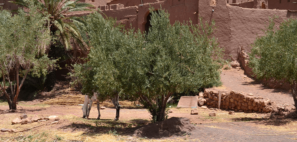 Bäume in trockener Landschaft vor einer Stadt in Marokko